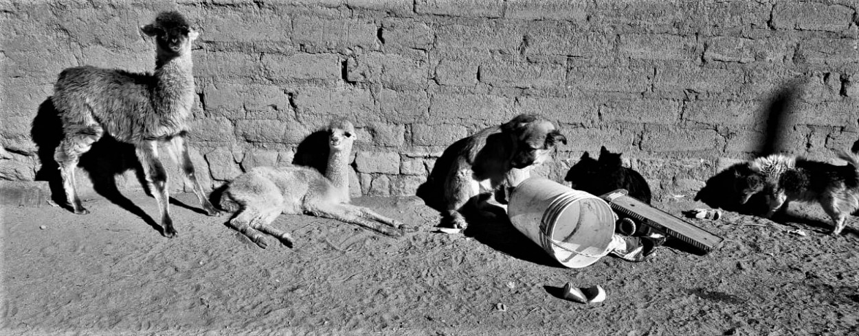 "Llama, vicua, perros y gatos" de M. Ayelen Biur.