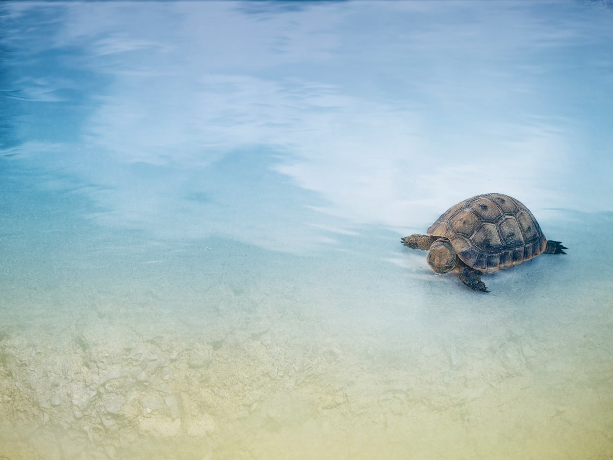 "Tortuga" de Francisco Jos Cerd Ortiz