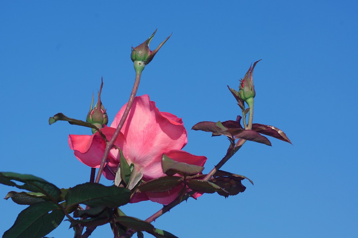 "C uma rosa vista do lado B........" de Decio Badari