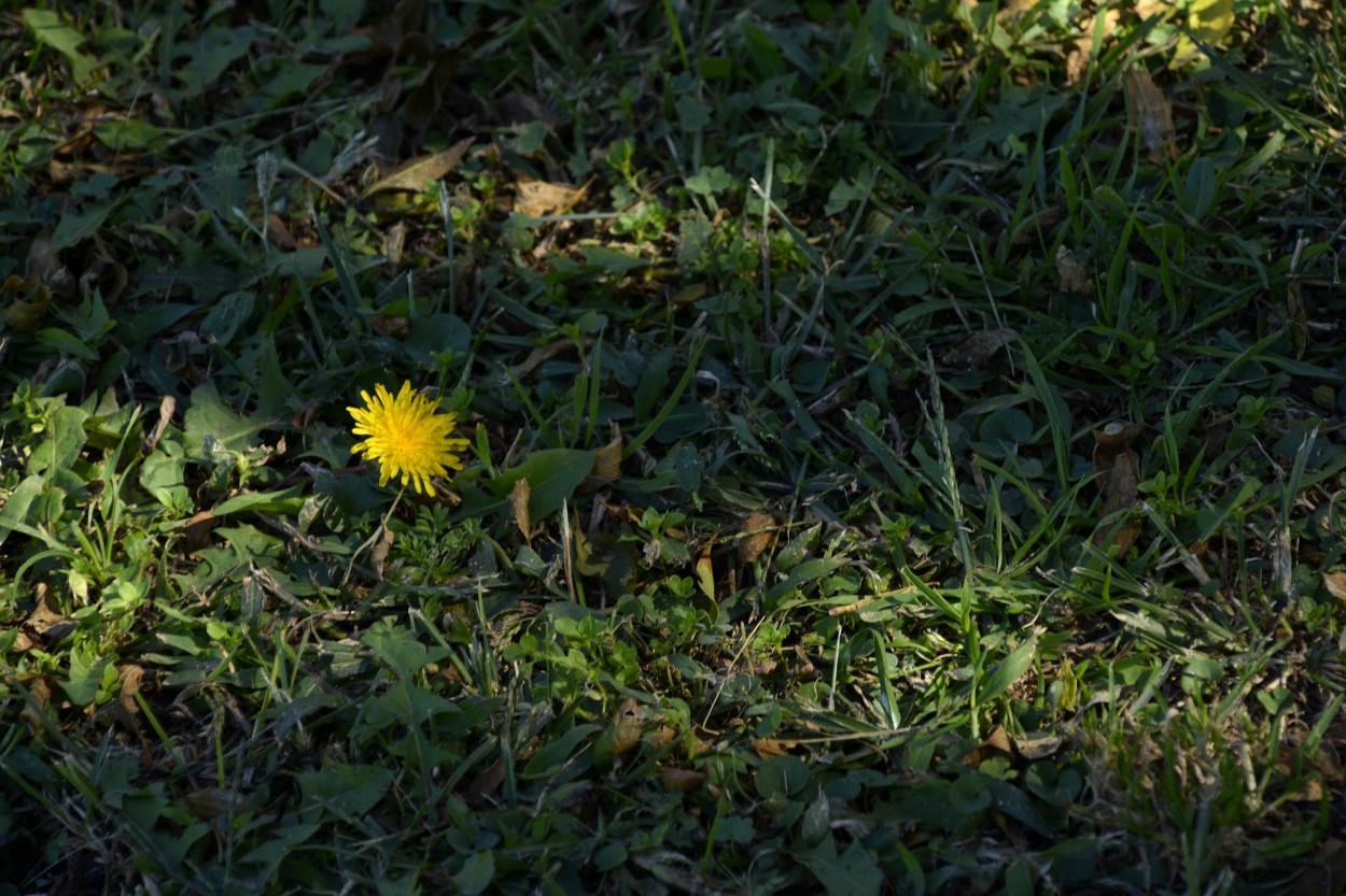 "`nace una flor..." de Andrea Cormick