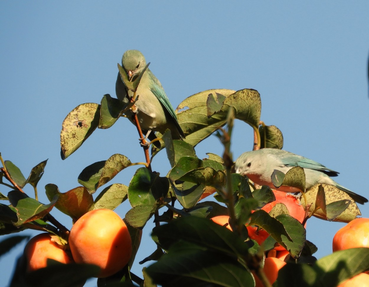 "Sachao-cinzento e as frutas ` Caqui `......." de Decio Badari