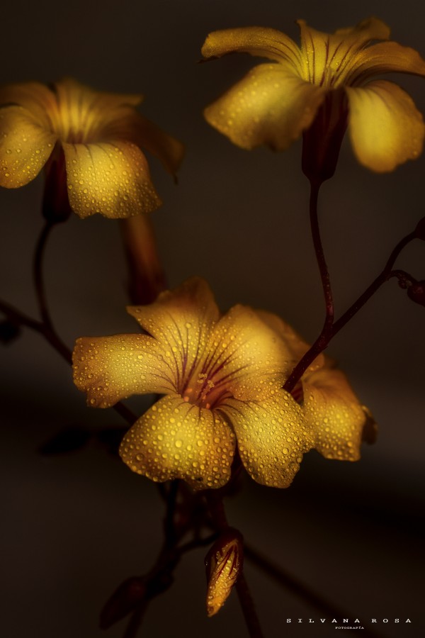 "Roco en amarillo" de Silvana Rosa Varga Toth