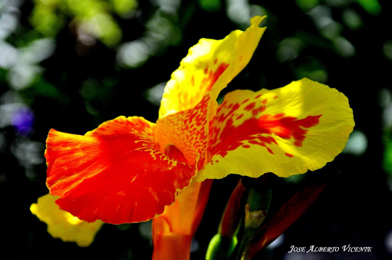 "achiras en flor" de Jose Alberto Vicente