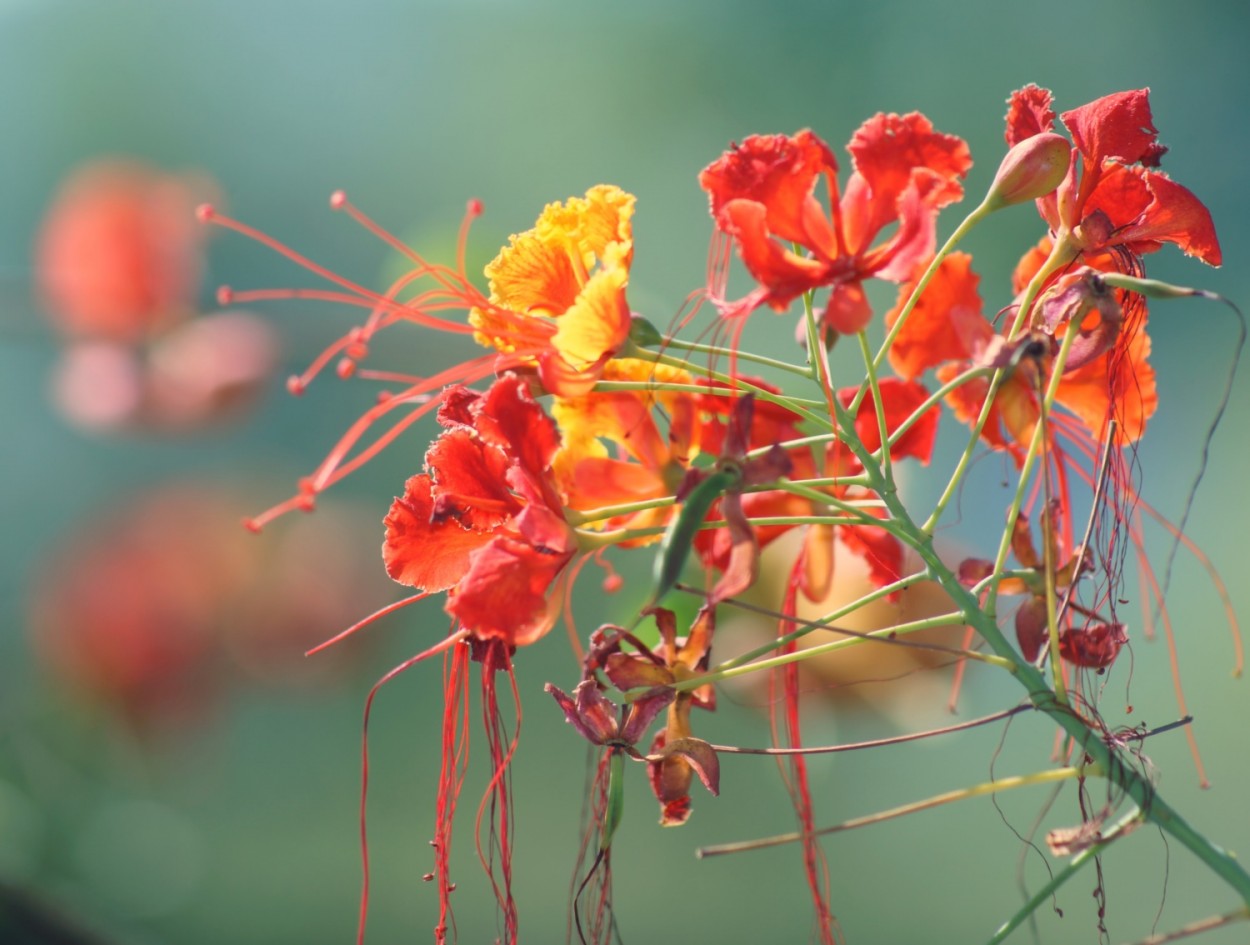 "A natureza e seus caprichos, texturas e cores....." de Decio Badari