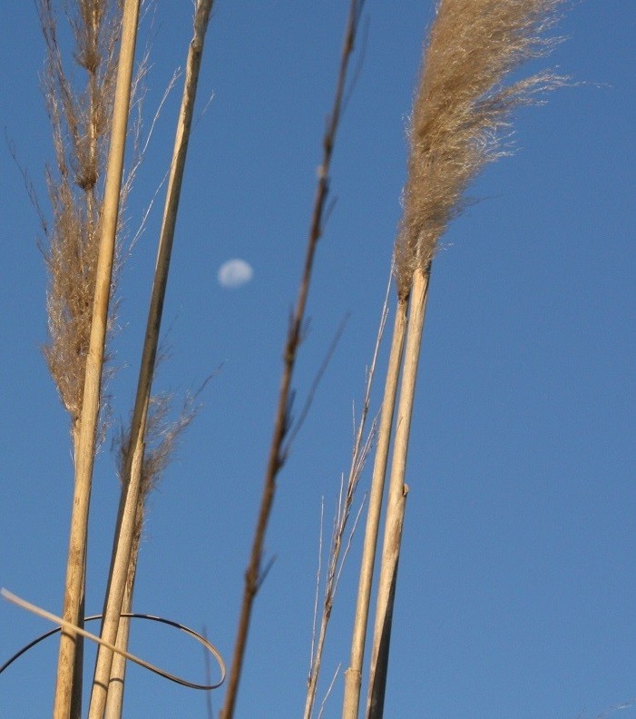 "plumerillos y luna" de Delia Raquel Sakauskas