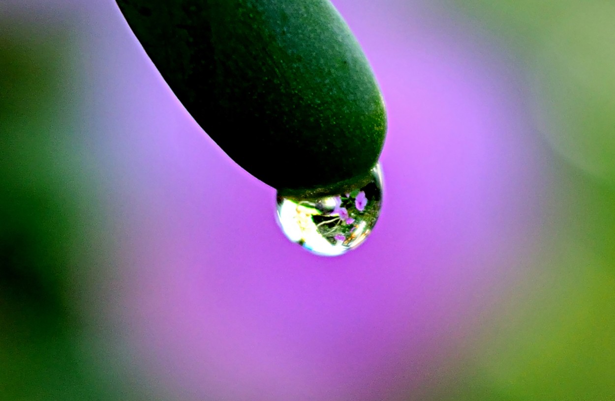 "gota" de Estela Rosso