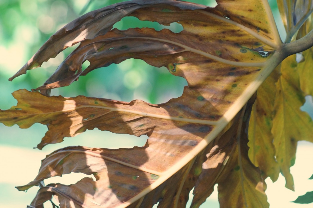 "A natureza e seus caprichos, texturas e cores." de Decio Badari