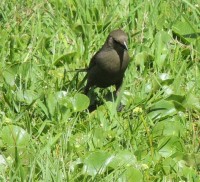 pajaro negro