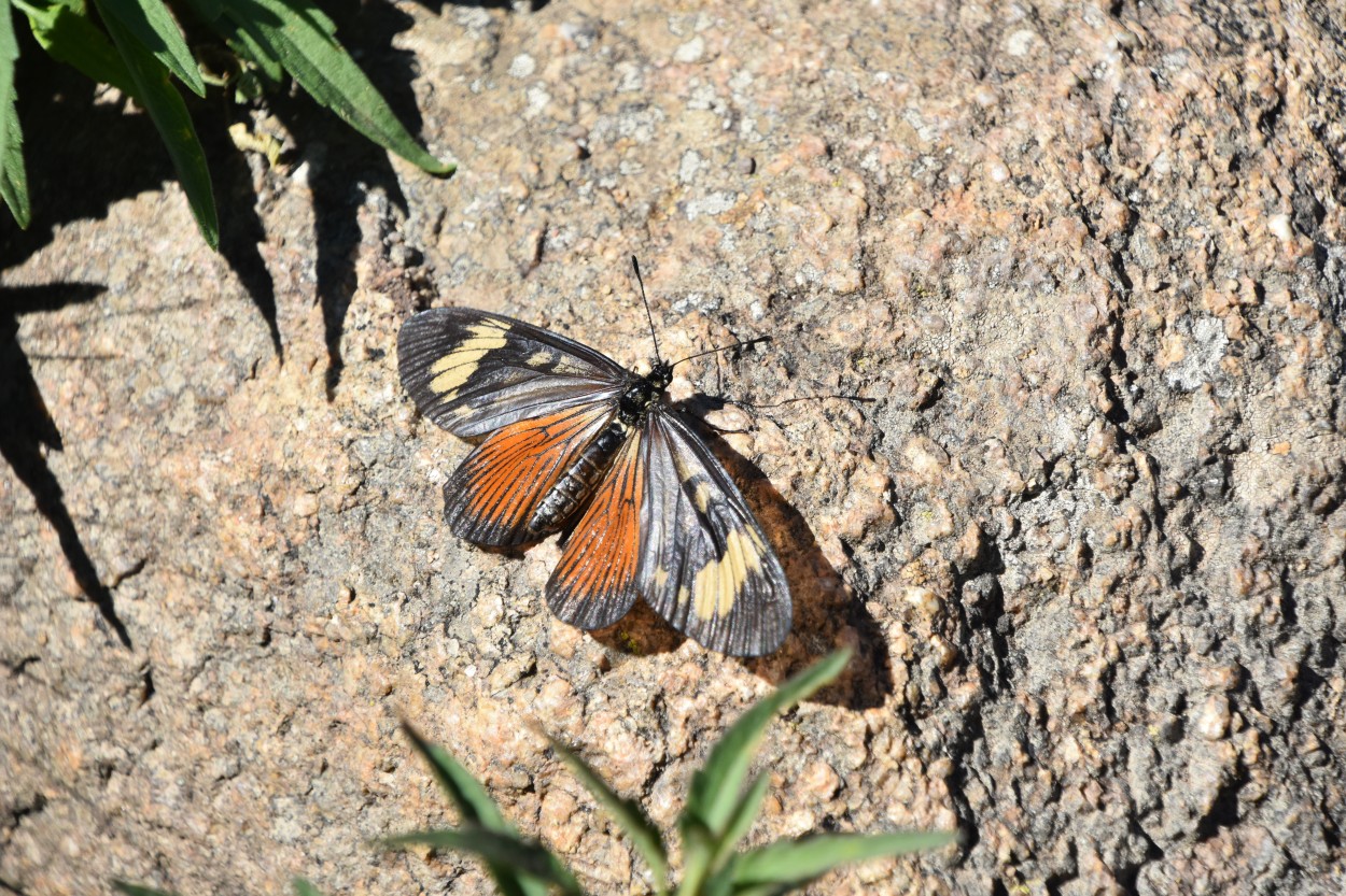 "Mariposa en descanso..." de Maria Isabel Hempe