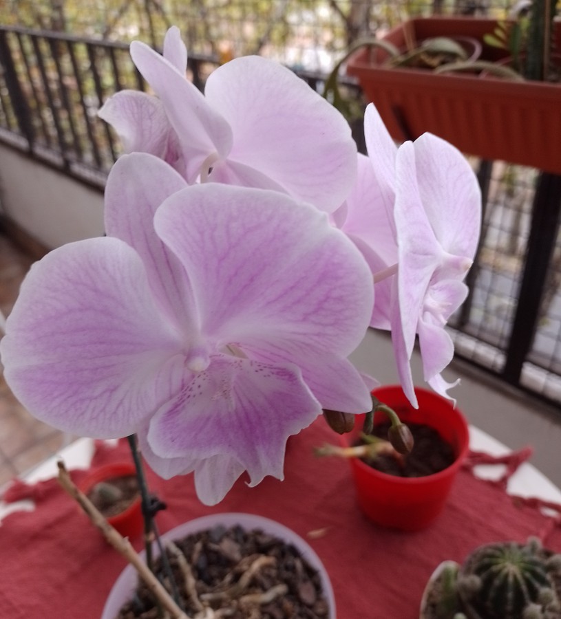 "M orquidea" de Amparo Josefina Maggi