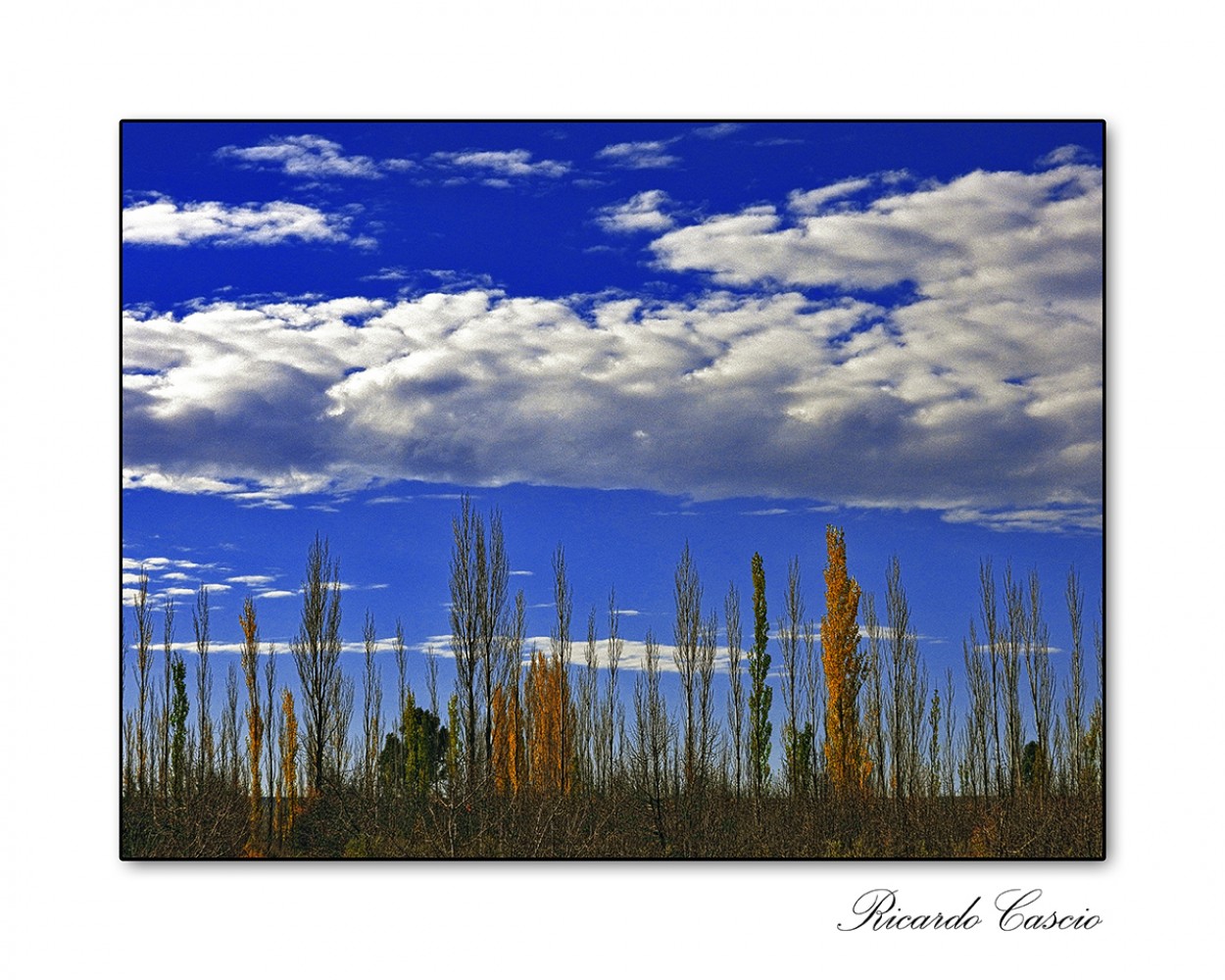 "Como araando el cielo" de Ricardo Cascio