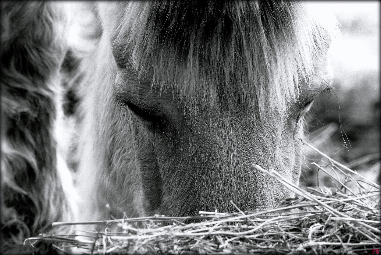 "Caballito" de Fabiana Bertolotti