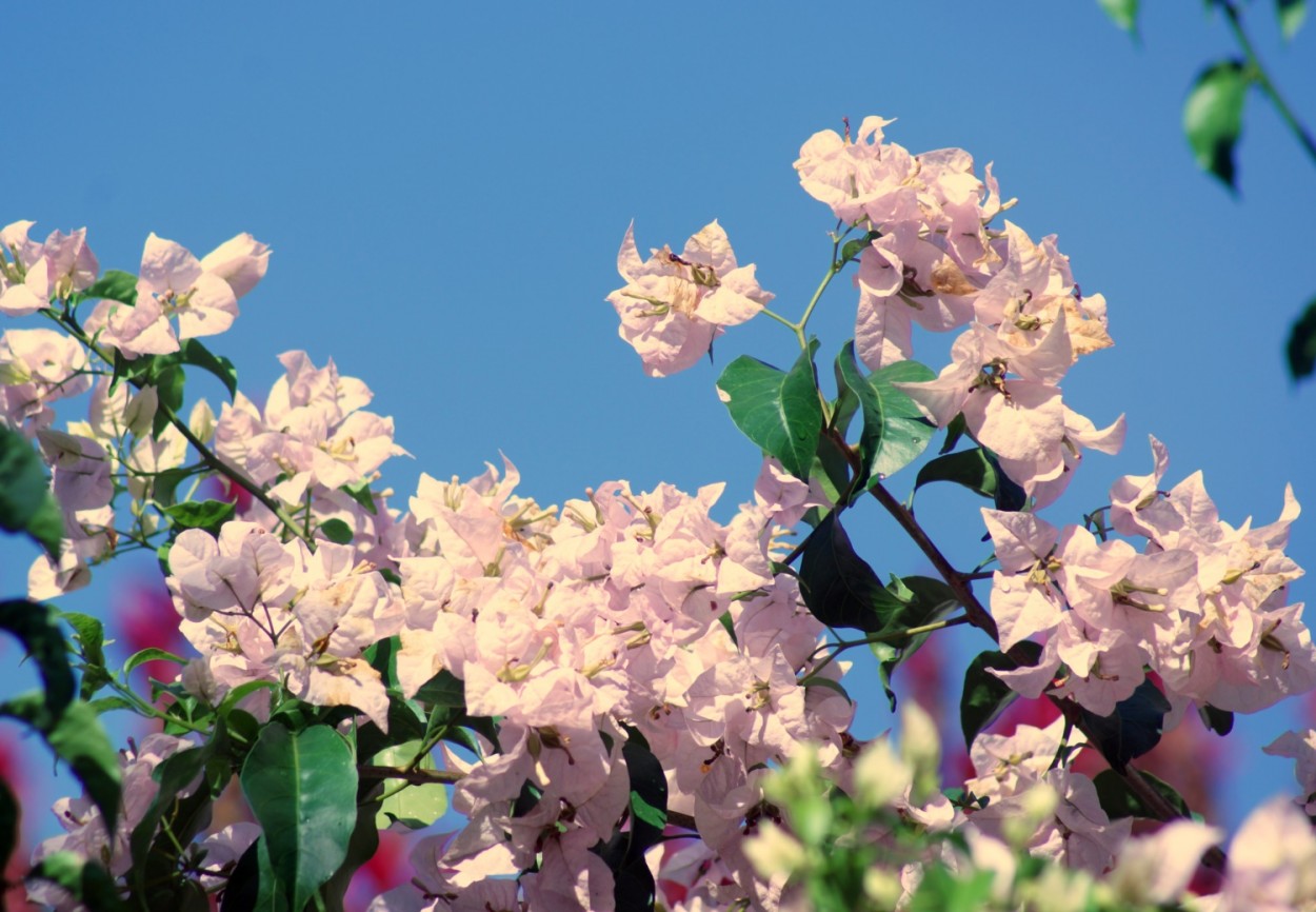 "A suave cor da linda Primavera sob a......." de Decio Badari