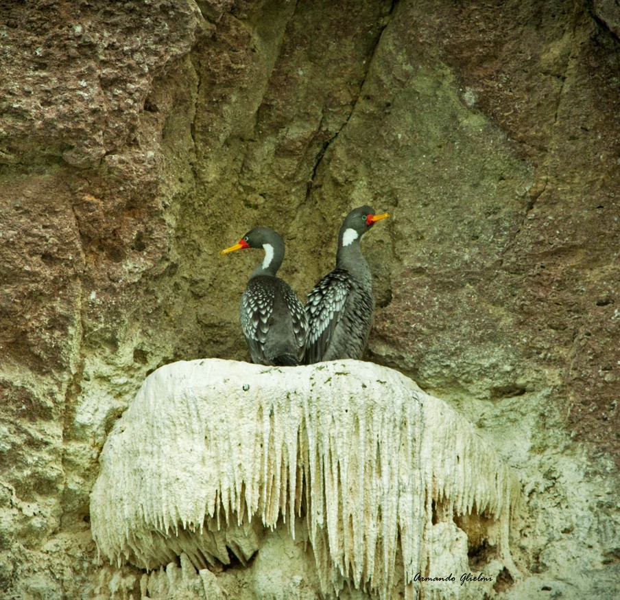 "Pedestal y refugio de cormoranes grises" de Armando Glielmi