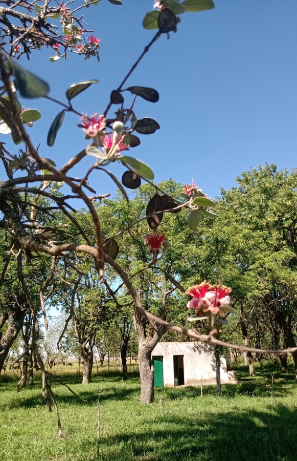 "La planta de guayaba y sus flores" de Vernica Dana