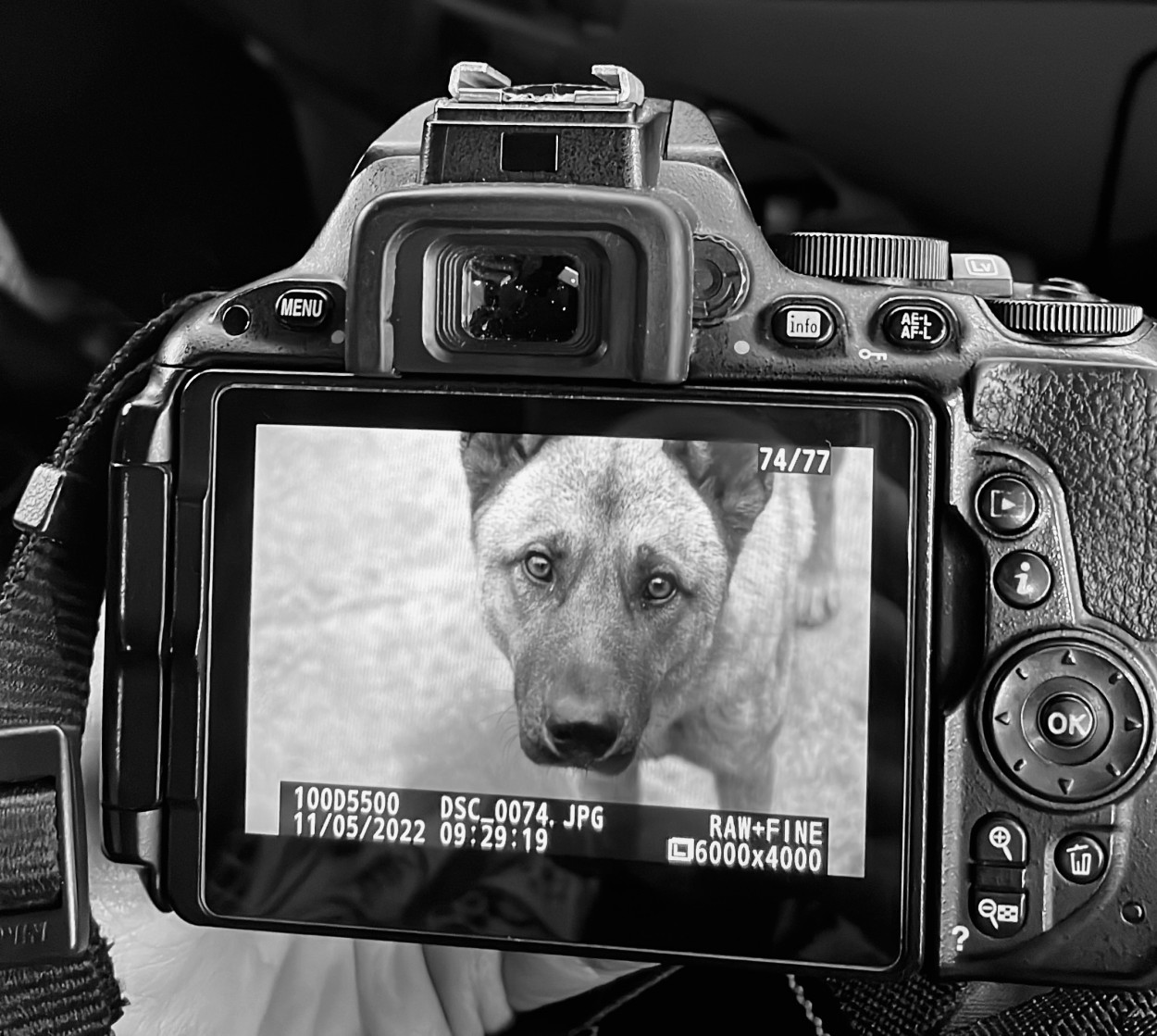 "Un perro en mi cmara" de Laura Szapiro