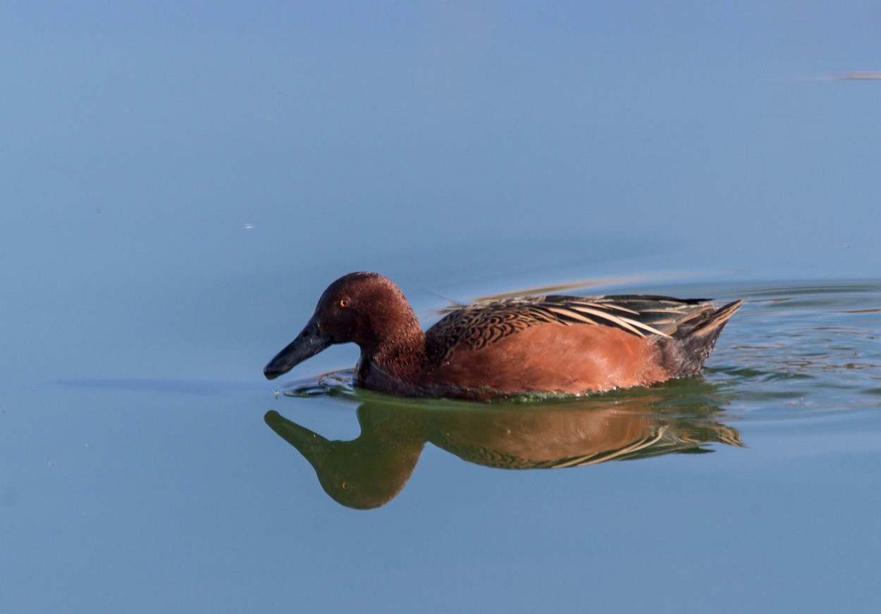 "Pato Colorado" de Williams Daniel Nuez