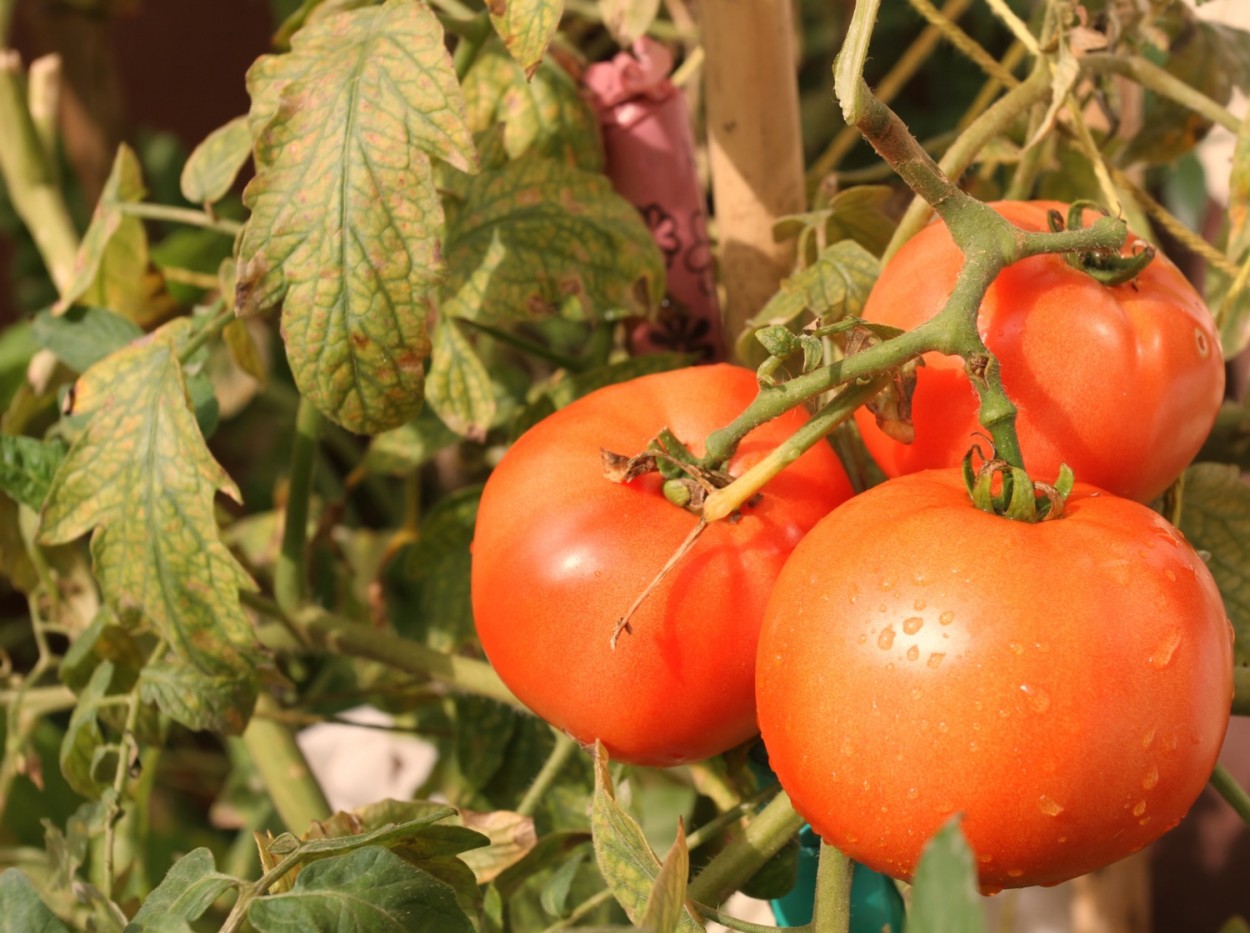 "Os rico tomates, do nosso jardim/horta......" de Decio Badari