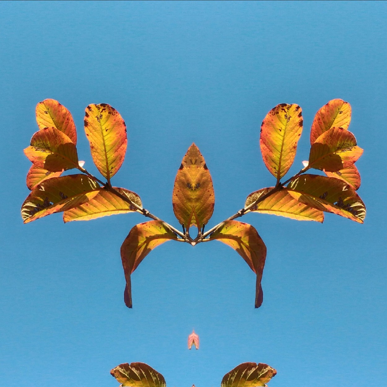 "Folhas de Outono e o efeito ` mirror `" de Decio Badari