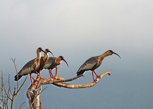 "As ` Curicacas ` e o despertador do Pantanal M.S." de Decio Badari