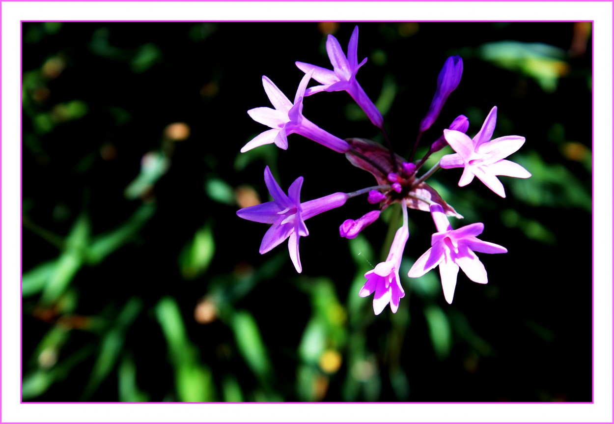 "Flor Silvestre" de Silvia Emilia Guerra