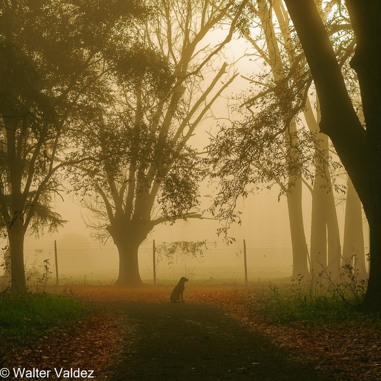 "Esperando ..." de Walter Valdez