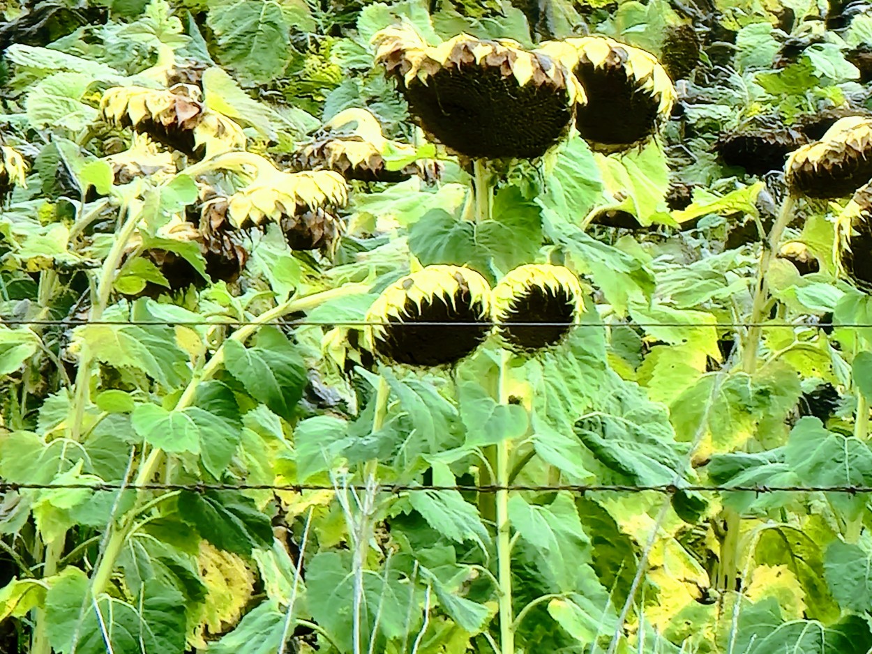 "Girasoles siempre!" de Vernica Dana