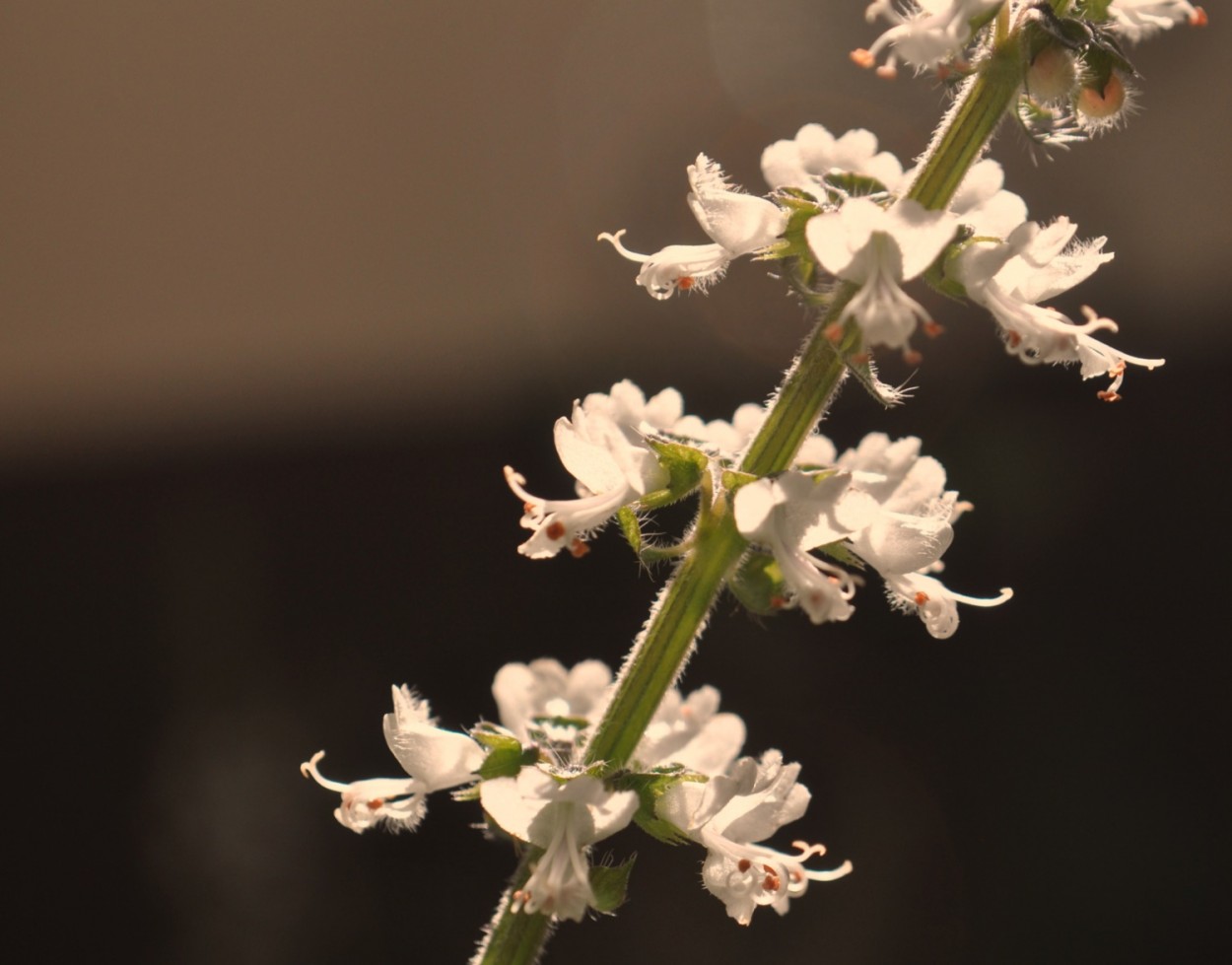 "Pequenas flores do Manjerico ( albahaca )......" de Decio Badari