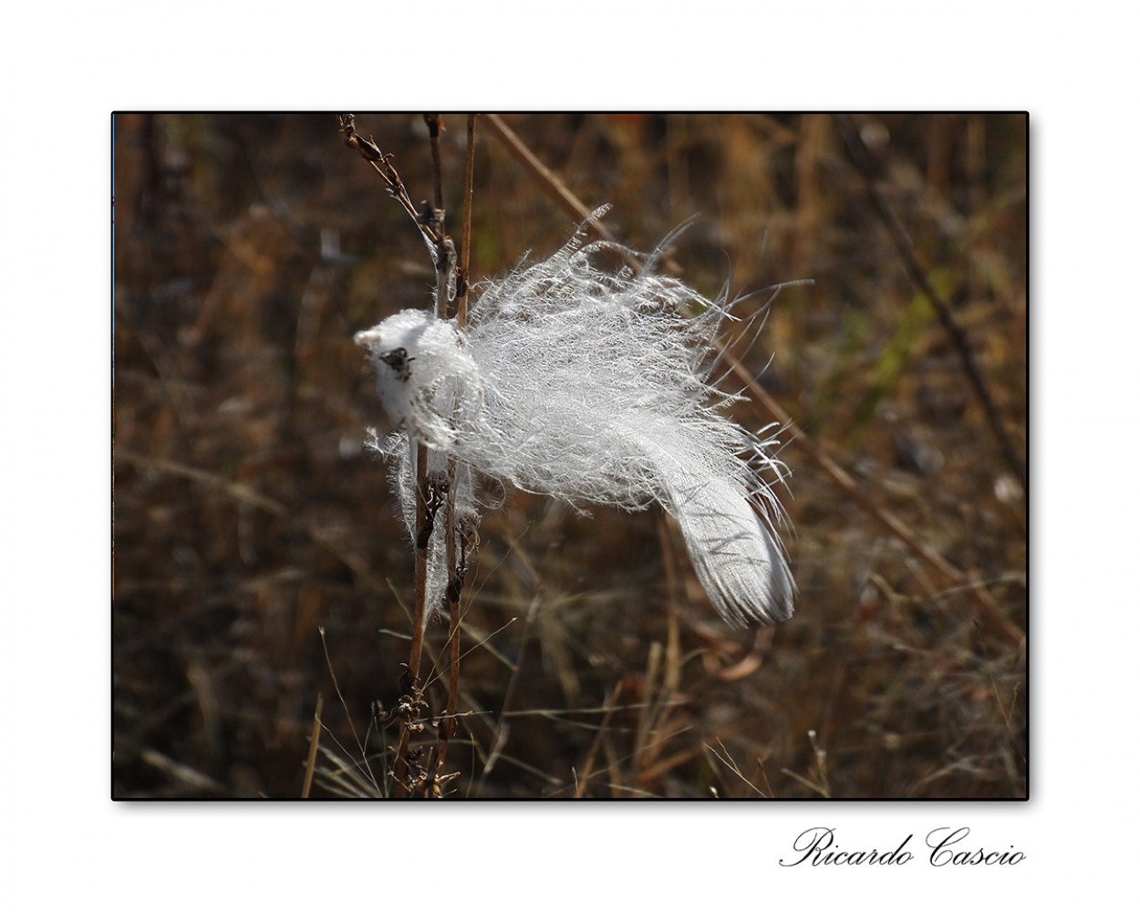 "De la serie: Plumas olvidadas" de Ricardo Cascio