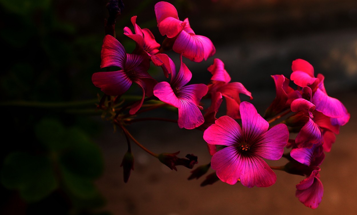 "oxalis gigante" de Stella Maris Kippke