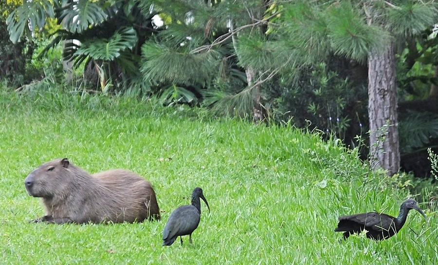 "Se entre os animais  possivel, por que no......" de Decio Badari