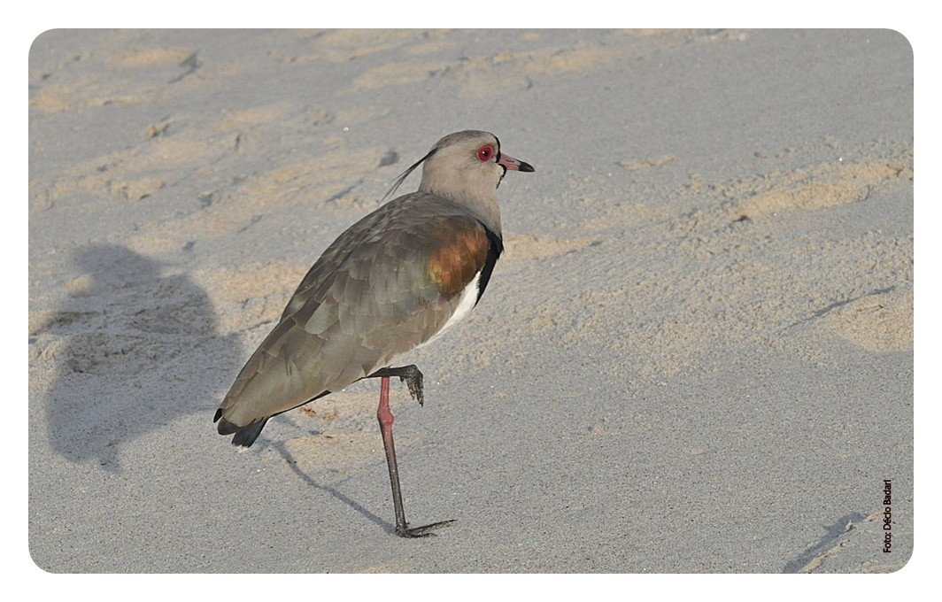 "Uma pose da ` equilibrista ` para a FotoRevista..." de Decio Badari