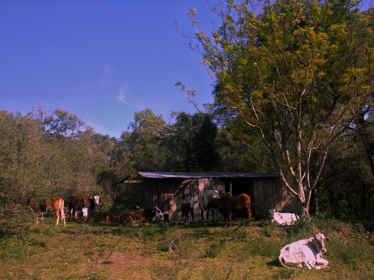 "Refugio" de Candelaria Hein