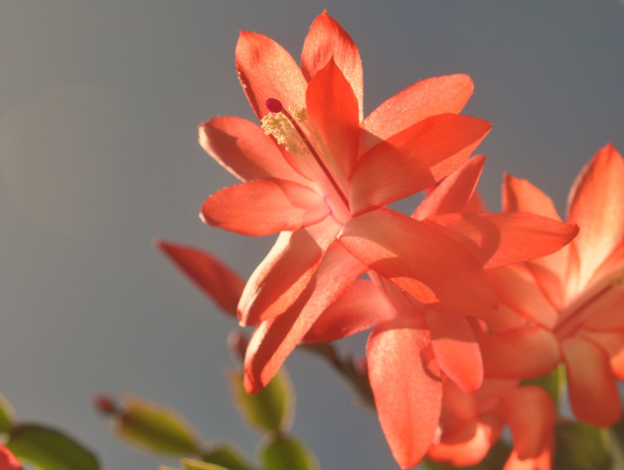 "A ultima ` Flor de Maio `......." de Decio Badari