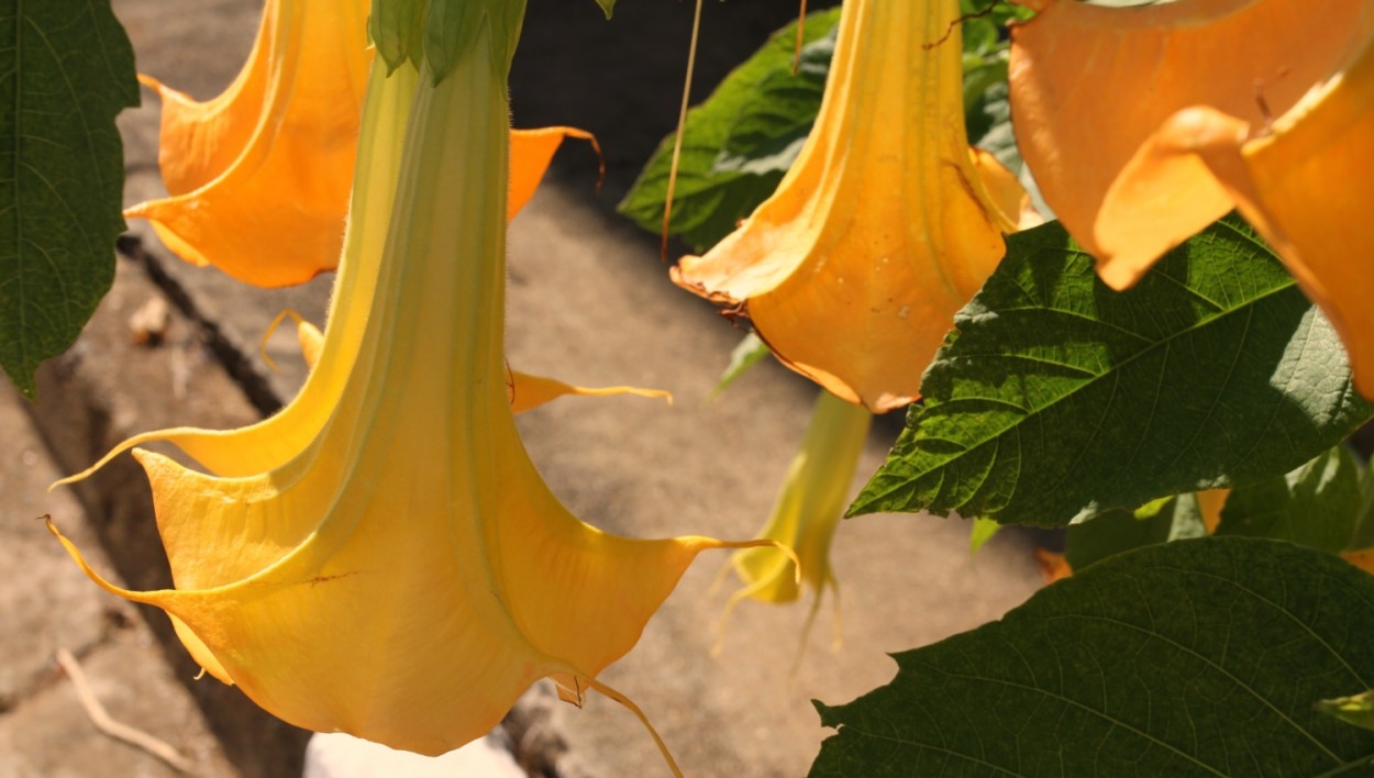 "Trombeteiro  Brugmansia suaveolens......." de Decio Badari