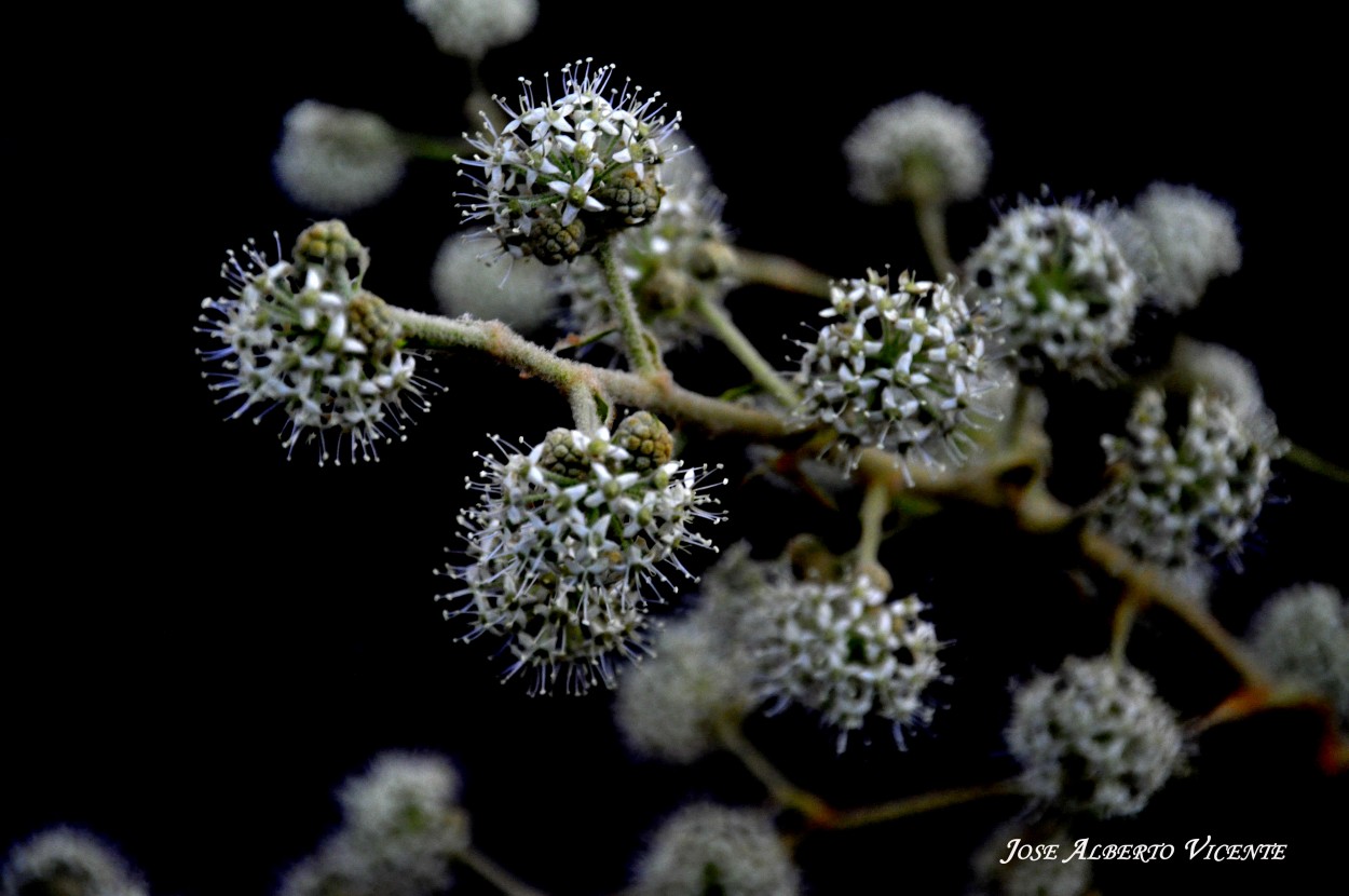 "FLORES" de Jose Alberto Vicente