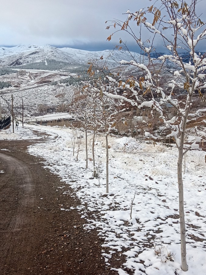 "Pincel invernal.." de Javier Cattaneo