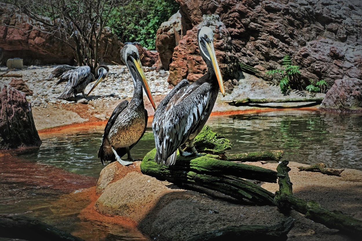 "Pelicanos" de Jorge A. Diez