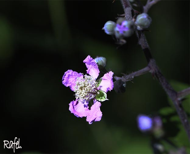 "Mis flores." de Rafael Serrano Arguedas