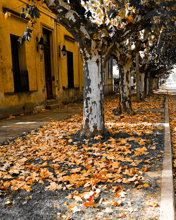 "Retazos de otoo" de Santiago Mena