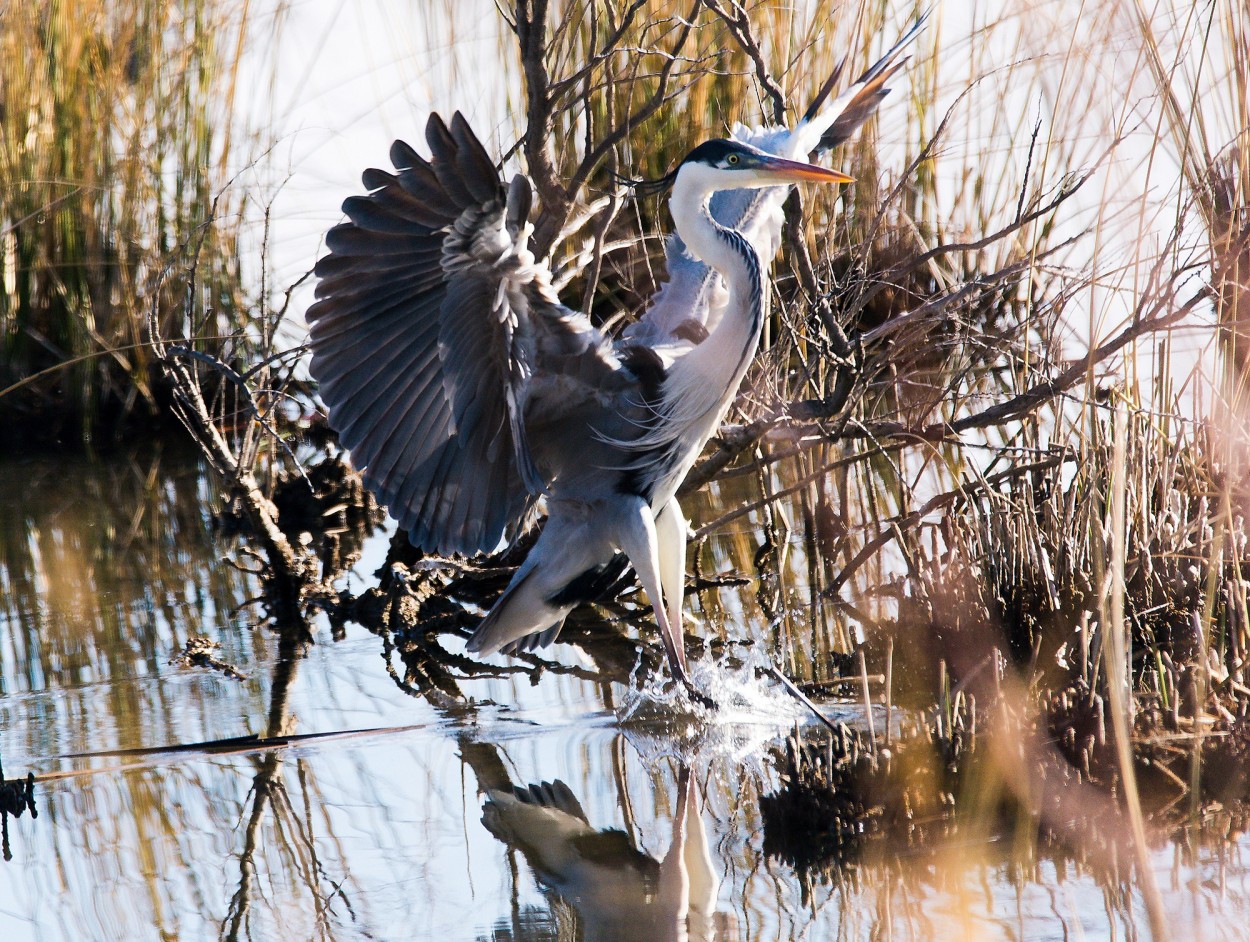 "Garza Mora" de Williams Daniel Nuez