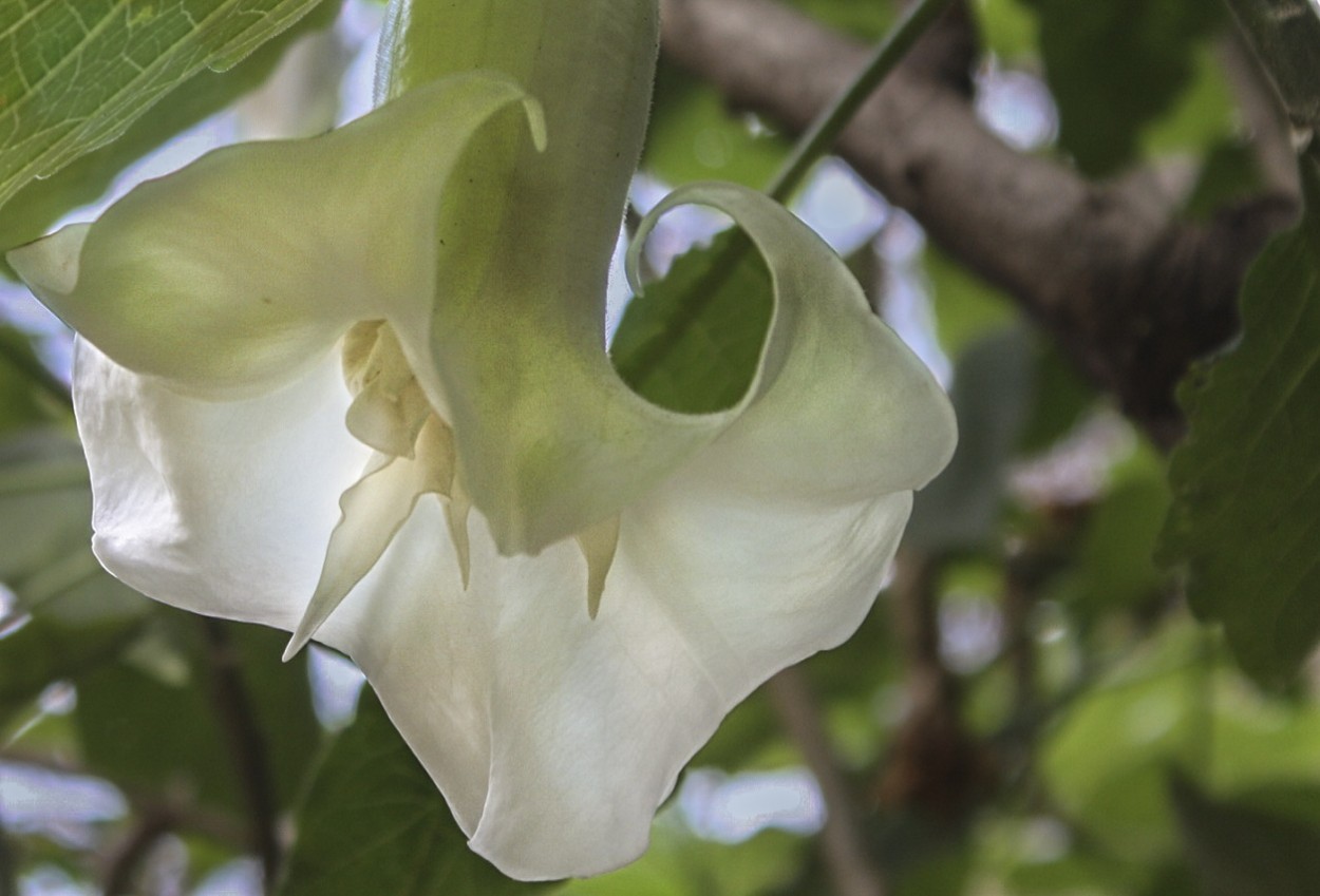 "organza" de Delia Raquel Sakauskas