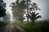 Hacia la niebla