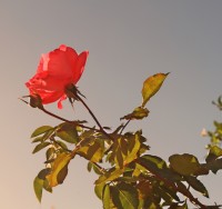 Quem ama as rosas, suporta os espinhos.........