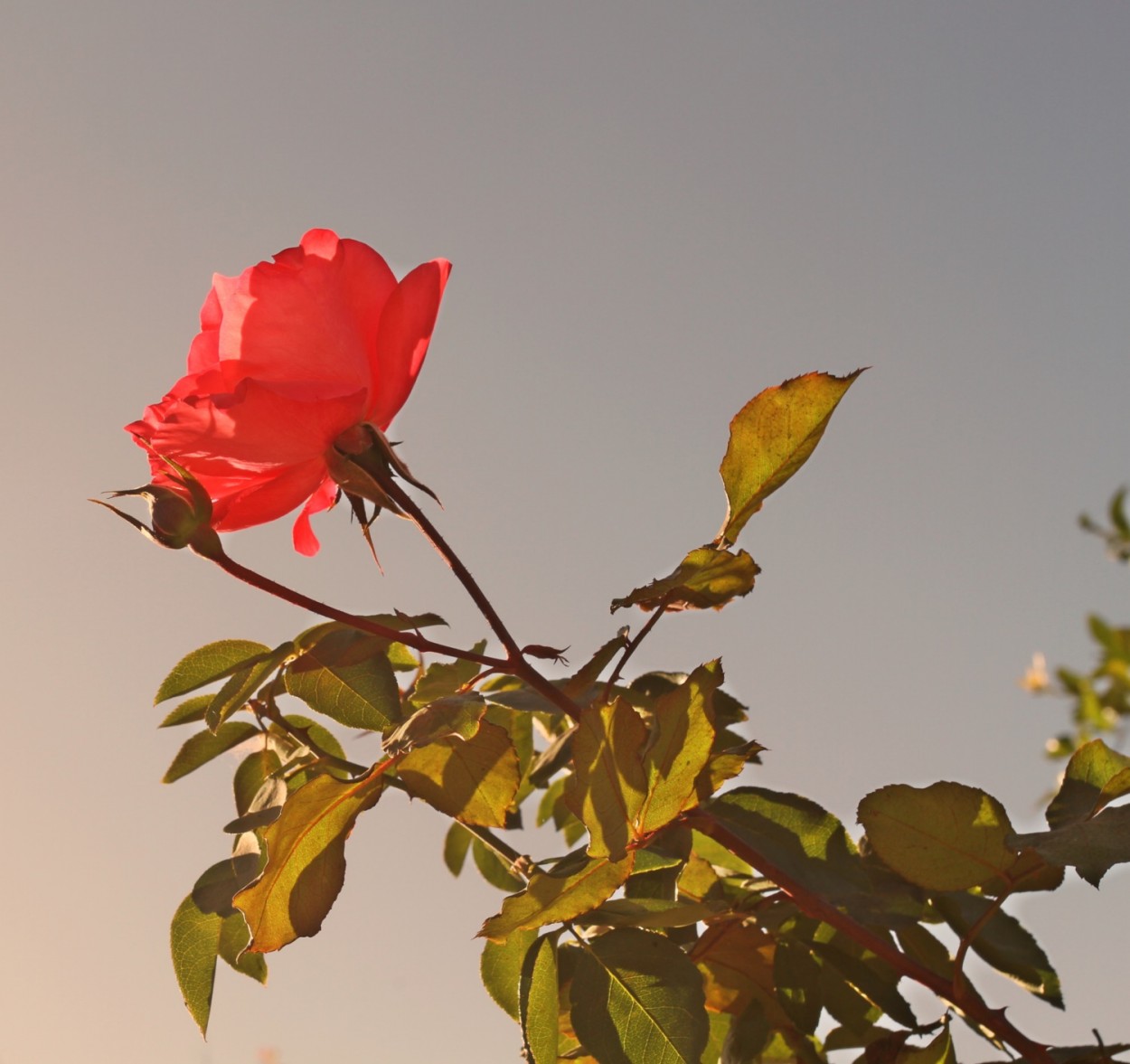 "Quem ama as rosas, suporta os espinhos........." de Decio Badari