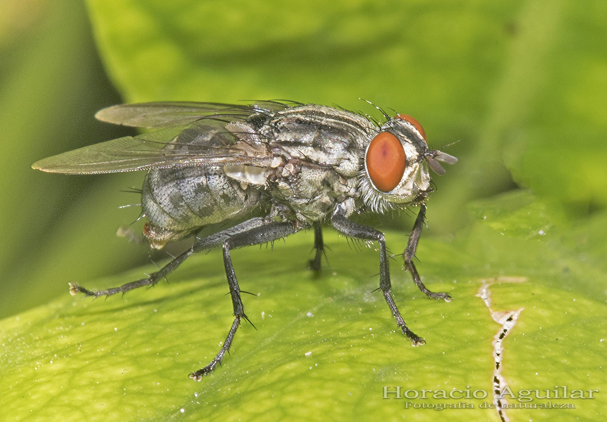 "Mosca" de Horacio Aguilar