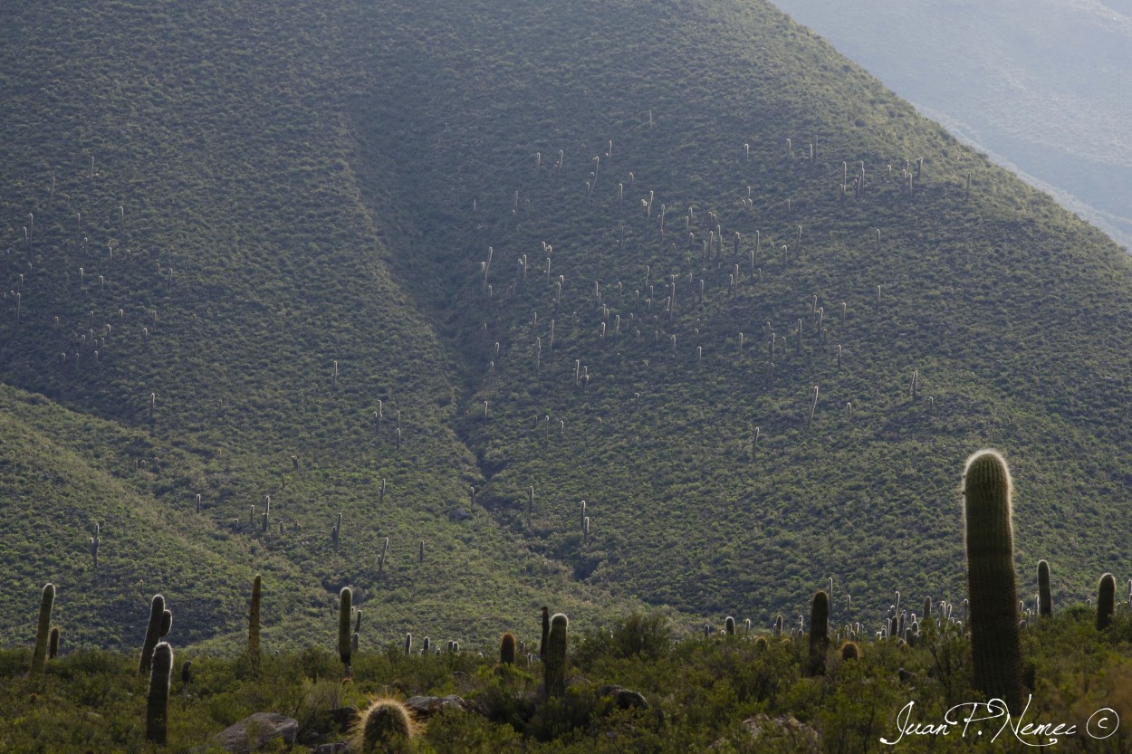 "Tierra de Cardones" de Juan P. Nemec