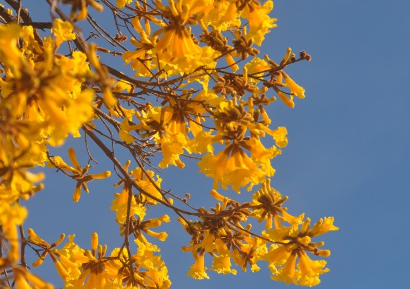 "Antecipando a primavera,primeiras flores do Ip..." de Decio Badari