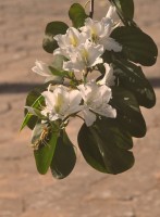 Pata-de-vaca  Bauhinia variegata...........