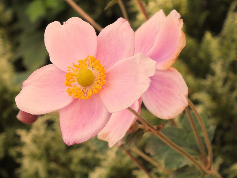 "Primula, a flor da amizade........" de Decio Badari